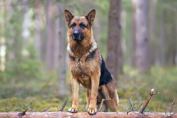 Obedient black and tan German Shepherd dog posing outdoors in a forest standing on a fallen tree in spring
