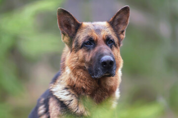 The portrait of a serious black and tan German Shepherd dog posing outdoors in a forest in spring