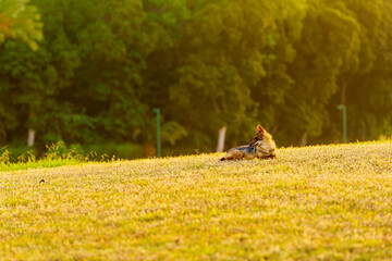 Golden jackal on the lawns of the Yarkon Park
