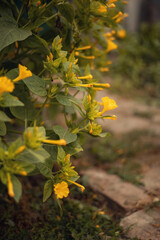 Photo of a mirabilis bush with yellow flowers.