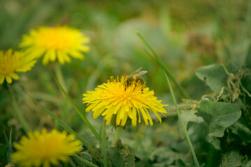 Bee and Taraxacum officinale as dandelion or common dandelion. Polish name "mniszek lekarski"  "mniszek pospolity" or colloquially "mlecz"