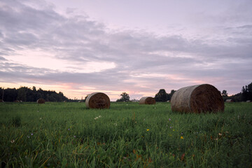 hay bales in the field 