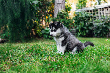 Husky puppies playing on the grass