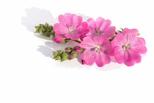 Floral arrangement of fresh inflorescences of the Sidalcea flower on a white background.For design.