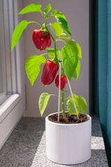 Miniature sweet red pepper drowing in a pot on windowsill. Flat home gardening
