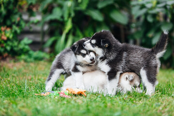 Obraz premium Husky puppies playing on the grass