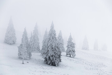 Fototapeta premium Trees in snowy forest at winter in Buzau