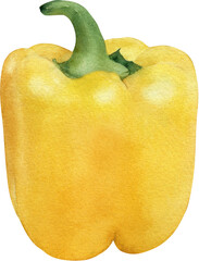 Hand-drawn watercolor yellow sweet bell pepper illustration isolated on transparent background. Capsicum. Vegetable collection. Gardening. Healthy vegetarian food, cooking ingredient, harvest season