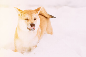 Young Japanese Small Size Shiba Inu Dog Play Outdoor In Snow, Snowdrift At Sunny Winter Day. Copy Space, Copyspace. Pets Winter Season.