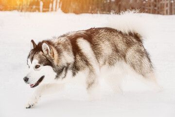 Husky Dog Sneaking And Sniffing Outdoor In Snow, Winter Season. Search Concept. Pets Play, Jumping And Fast Running. Brave Husky Like Hunter Dog.