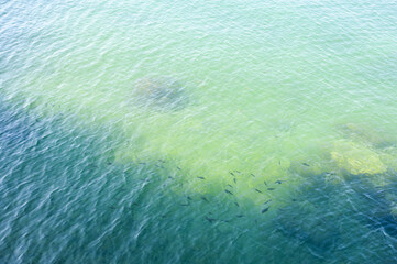 top view of bunch of fish in turquoise water at Lake Constance in Lindau Germany