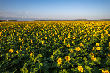 the sunflower field in Xinjiang China