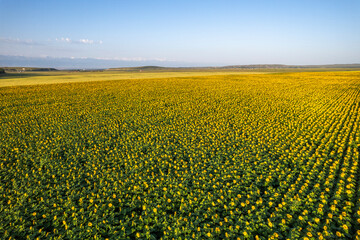 the sunflower field in Xinjiang China
