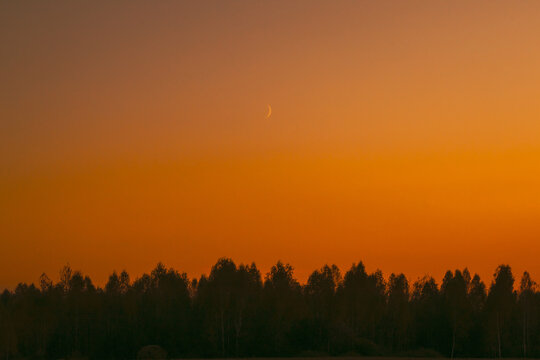 Sunset And Moon Rising Above Forest. Dramatic Sunset Background. Crescent Above Trees. Night Coming. Bright Orange Colors. © Grigory Bruev