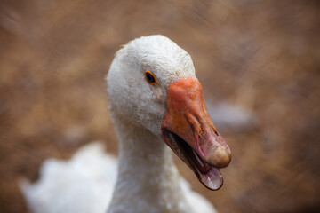 Goose. White head goose closeup