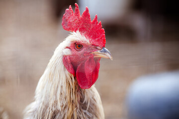 Rooster with a red comb. Head of a beautiful rooster on a farm close-up