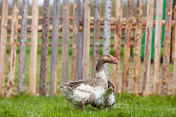 Goose on the background of the fence. Geese in the village on the farm