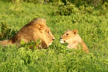 Fototapeta na wymiar Lion and Lioness in green grass