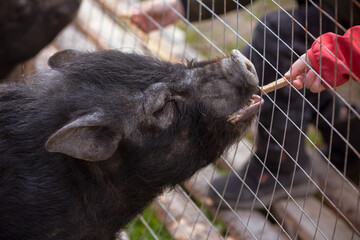 Fluffy pig. Head of a hairy pig close-up. Pig on the farm. Animal feeding