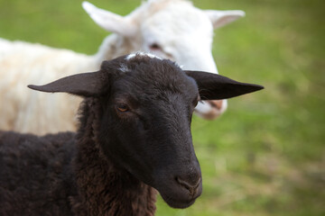 Goat. The head of a white goat on a background of a black goat. Farm Animals