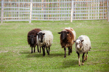 Sheep on the farm. Sheep walk in a corral on green grass
