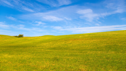 green meadow with a blue sky