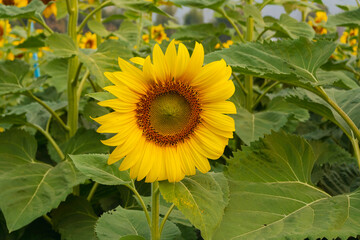 One big sunflower and sky in the field