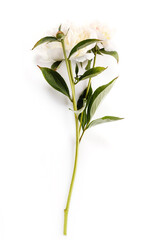 White delicate peony flower isolated on white background.