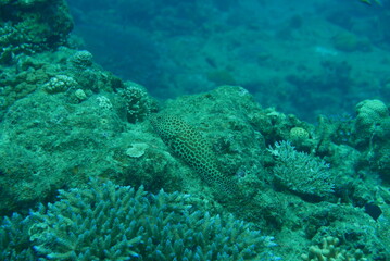 Kakeromajima or Kakeroma-tō is one of the Satsunan Islands, classed with the Amami archipelago between Kyūshū and Okinawa.