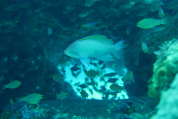 Amami Oshima (Amami Ōshima) is the largest island in the Satsunan island chain that runs between Kyushu and Okinawa and belongs to Kagoshima Prefecture. 