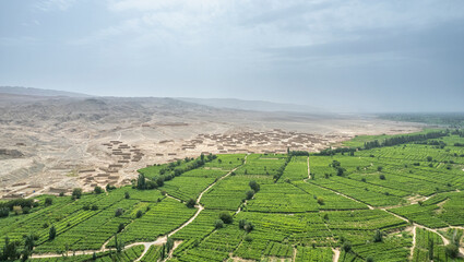 grape orchard in Xinjiang China