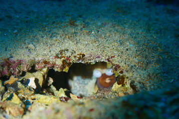 The Seatiger shipwreck when SCUBA diving off of Oahu. Wreck diving adventures with Oahu Diving, your wreck dive specialist.