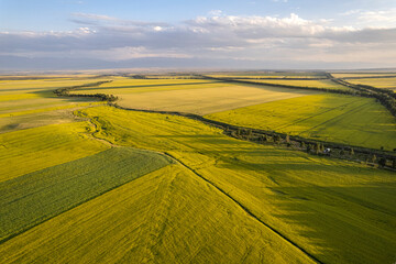 rape flower sea in Xinjiang China