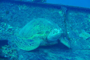 Obraz premium The Seatiger shipwreck when SCUBA diving off of Oahu. Wreck diving adventures with Oahu Diving, your wreck dive specialist.
