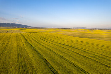 Obraz premium rape flower sea in Xinjiang China
