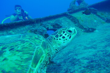 The Seatiger shipwreck when SCUBA diving off of Oahu. Wreck diving adventures with Oahu Diving, your wreck dive specialist.