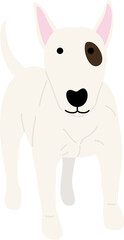 bull terrier