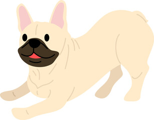 French bulldog