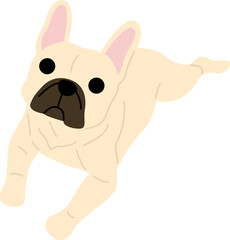 French bulldog