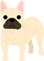 French bulldog