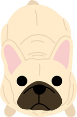 French bulldog