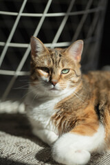 Chat allongé au soleil