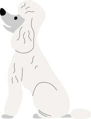 Poodle illustration