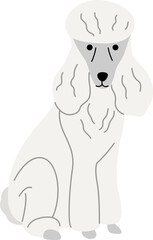 Poodle illustration