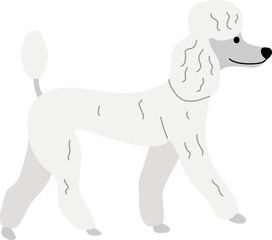 Poodle illustration