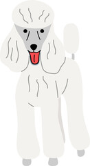 Poodle illustration