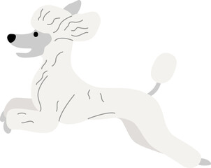 Poodle illustration