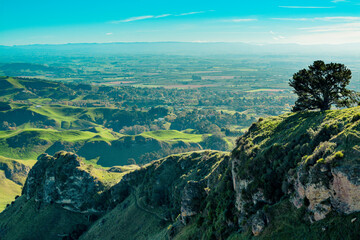Fototapeta premium Looking out over the Hawke's Bay region of New Zealand, setting sun cast long shadows from a lone tree on the cliff top. Te Mata Peak, Hawkes Bay
