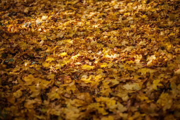Autumn yellow leaves. Nature backgrounds	
