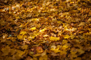 Autumn yellow leaves. Nature backgrounds	
